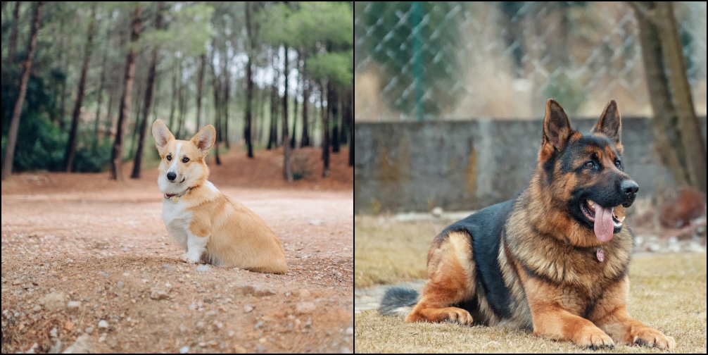 The two photographs tiled side by side into a single tensor